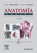 ANATOMIA TRONCO